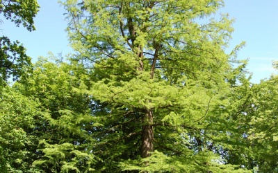 CYPRYŚNIK BŁOTNY - Taxodium distichum - nr 335