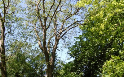 PLATAN KLONOLISTNY - Platanus x acerifolia - nr 340